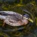 Duck,RiverComb,Nimmo'sPier,Galway