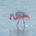 FlamingosinLagunadeChaxa,SalardeAtacama