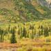 Tundra&Taigainfallcolor,SheepMountain,GlennHighway,Alaska