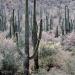 Saguarocacti&ironwoodtreesinbloom,TucsonMountains,Arizona