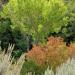 Cottonwood,oaks&mapleinSouthForkCanyon,KolobCanyonsDistrictofZionNationalPark,Utah