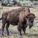 Bison,LamarValley,YellowstoneNationalPark,Wyoming