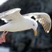 Seagull,NorthernCaliforniaCoast