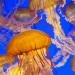 SeaNettleJellyfish(Chysaorafuscescens),MontereyBayAquarium,Monterey,California