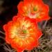 ClaretCuphedgehogcactusflowers,ChisosMountains,BigBend,Texas