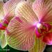 Orchidflower