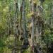 BromeliadsinCypresstrees,BigCypressNationalPreserve,Florida