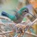 Broad-billedhummingbirdbuildingnest,southernArizona
