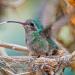 Nestingbroad-billedhummingbird