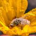 Dewcoveredinsectandwildflower,CabezaPrietaWildlifeRefuge,SWArizona