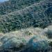 Brittlebush,ocotillo&cactusontheeasternslope,PinacateVolcanicField,SonoranDesertspring.