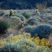 Brittlebush,Ocotillo&cactusontheeasternslope,PinacateVolcanicField,spring