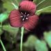 Trillumerectum(redbloom),GreatSmokyNP,NorthCarolina