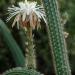 Nyctocereusserpentinuscactusflower
