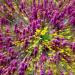 Owlsclover&otherwildflowersinthespring,southernArizona,zoom