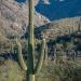 Saguarocactus,SabinoCanyon,Tucson,AZ