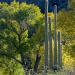 Cottonwoodtrees&Saguarocacti,SabinoCanyon,Tucson,AZ