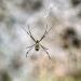 Spider,Argiopeargentata,onweb,zig-zagspider,BajaCalifornia,Mexico