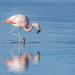 FlamingosinLagunadeChaxa,SalardeAtacama