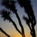 TreeYuccasilhouette@Sunset,Baja