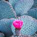 Beavertailpricklypearcactusflower,Tucson,Arizona