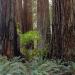 Plants&RedwoodsTrees,BigTreeTrail,PrairieCreekRedwoodsStatePark,northernCalifornia