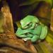 FrogsinRivers&StreamsExhibit,MontereyBayAquarium,Monterey,California