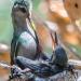 Broad-billedhummingbird&chick,southernArizona