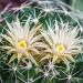 Coryphanthacactusflowers,Tucson,Arizona