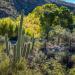 SaguaroandcottonwoodtreesalongSabinoCreek,Tucson,Arizona